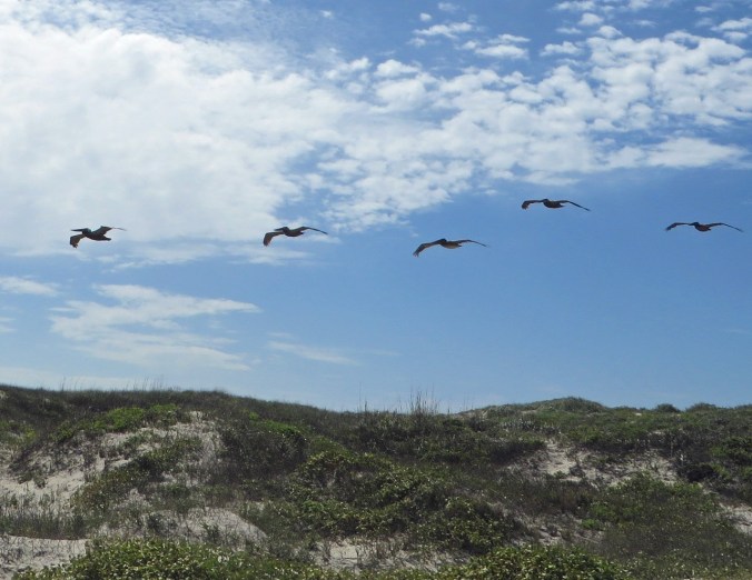 cropped-pelicans-in-flight.jpg