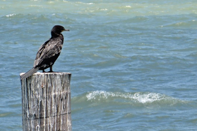 cropped-unidentified-black-sea-bird.jpg