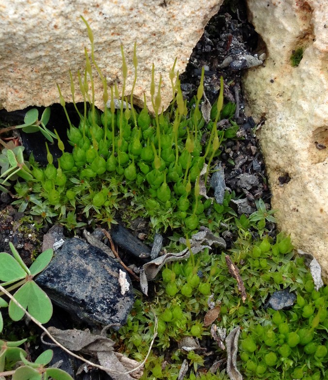 Green Moss going to seed in burn pile 1