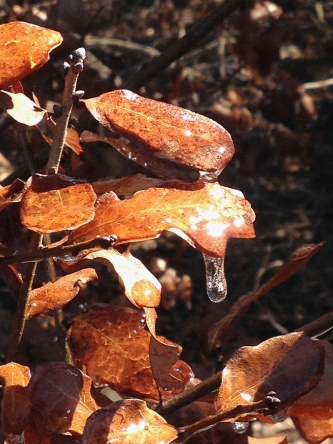 Ice on leaves  3-5-2015