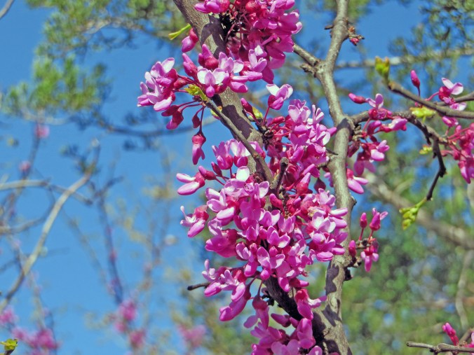 Redbud edited drop bloom