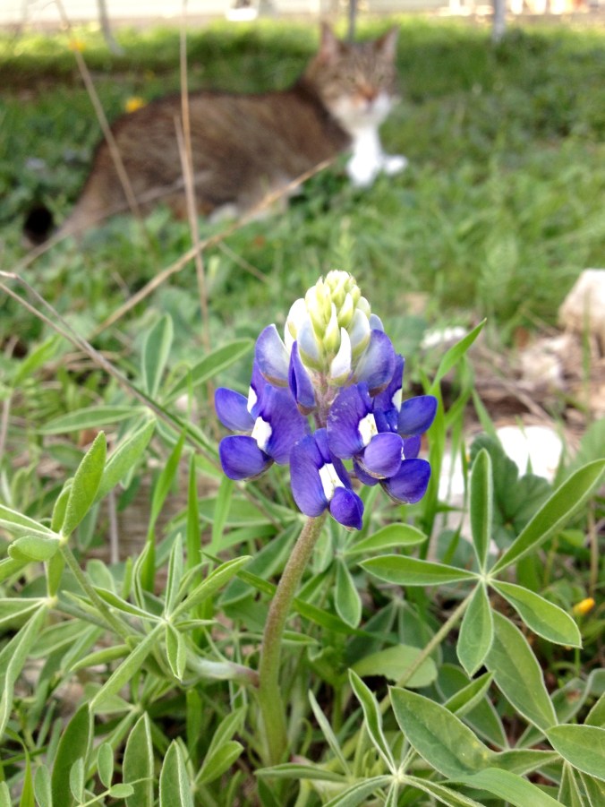 Trouble Bluebonnet
