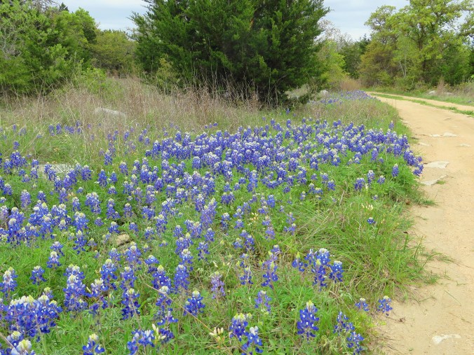 Bluebonnets along driveway