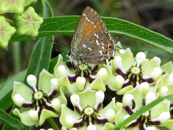 butterfly on milkweed 2 cropped close
