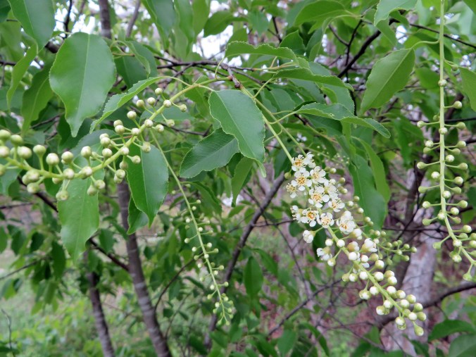 Flowering tree close up of flowers