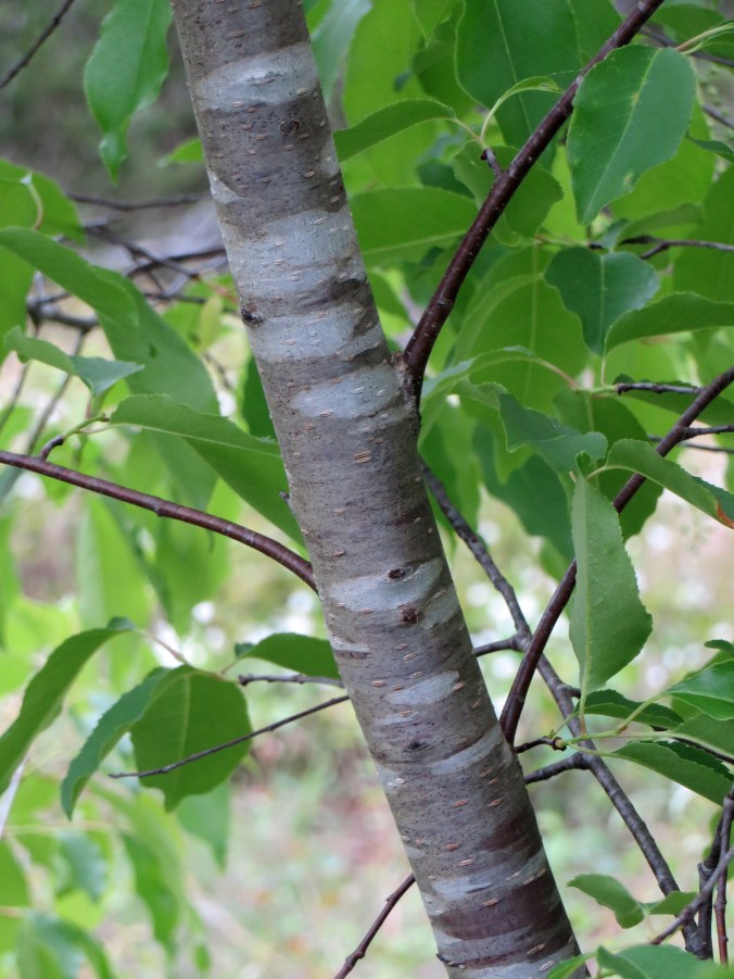 Flowering tree Closeup of bark