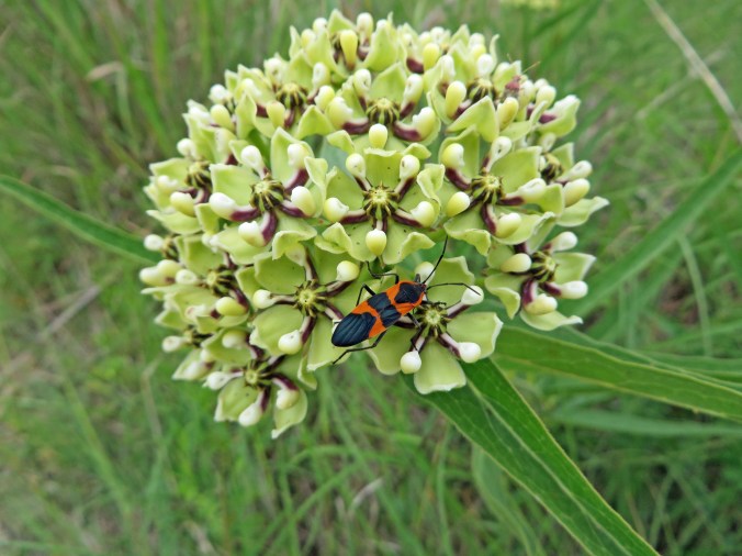milkweed bug on milkweed 1