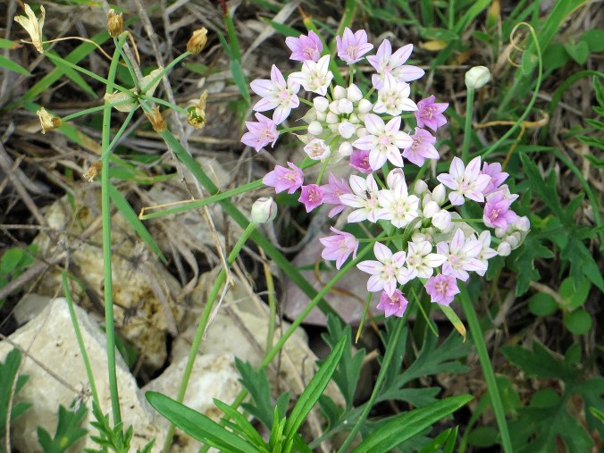 wild onion bloom