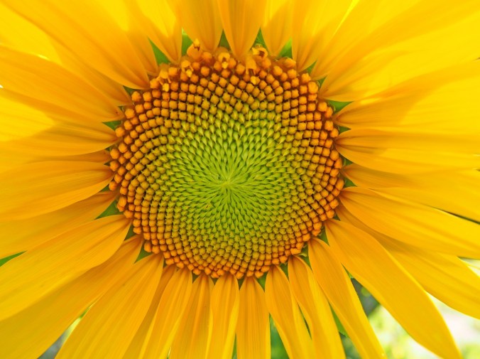 cropped-close-up-sunflower.jpg