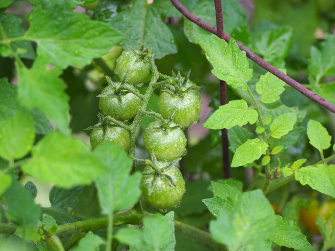 Green cherry tomatoes