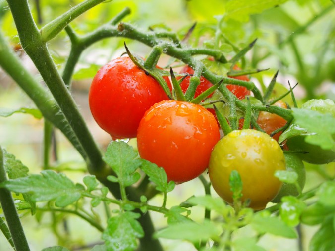 Cherry tomatoes