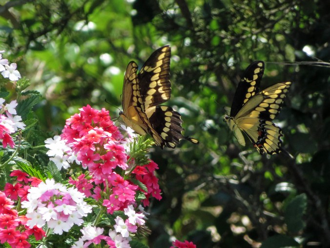 © 2015 Melyna Drache Side shot 2 butterflies IMG_7215