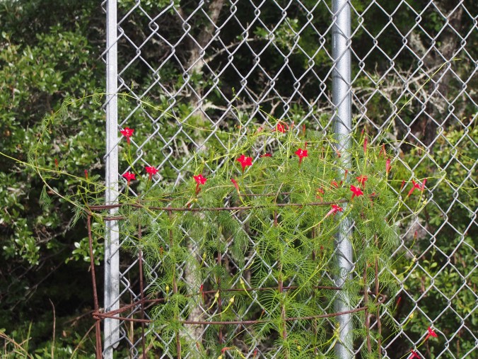 Cypress Vine