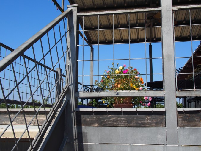 Stairs to porch. I have portulaca at several location and moved these here the day before. I wanted a photo showing placement.