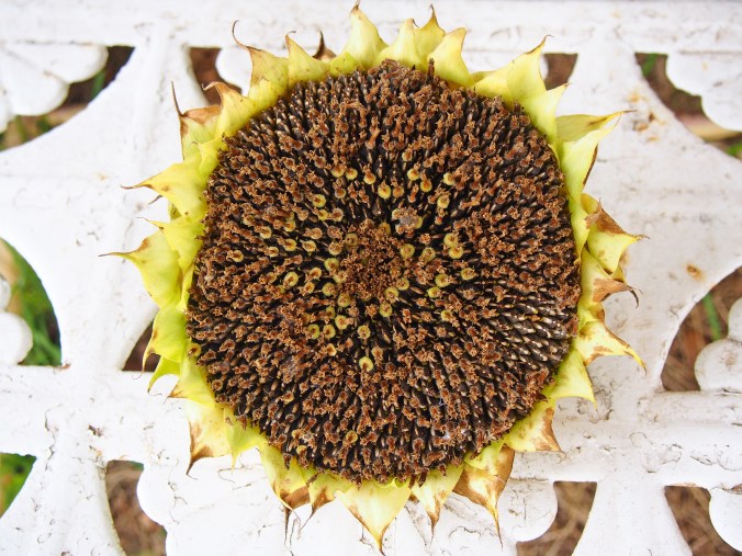 Sunflower gone to seed. 