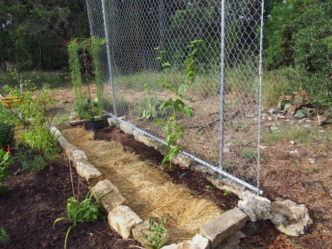 Narrow bed for vines