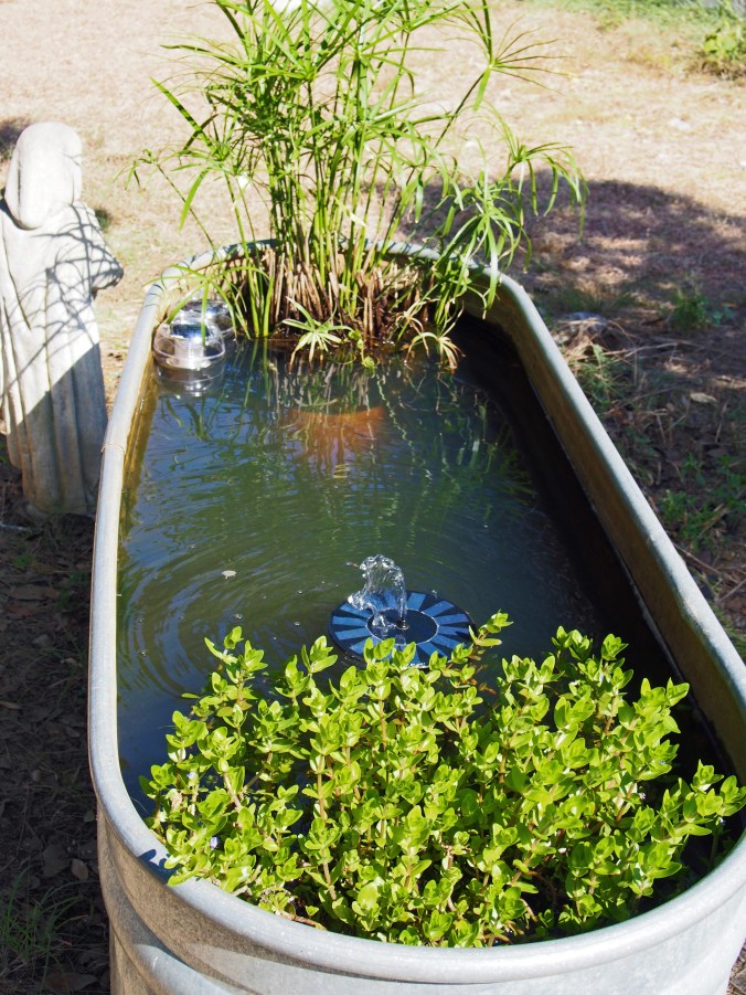 Wildlife tank for birds and insects. The insects like to land in the plants and drink from there.