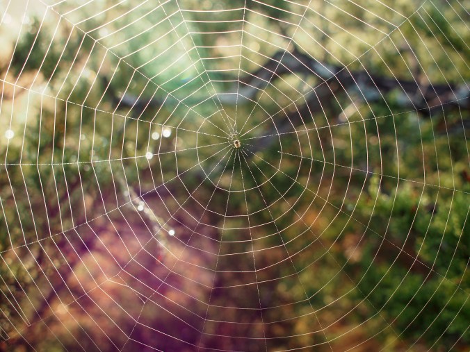 Small spiders web.