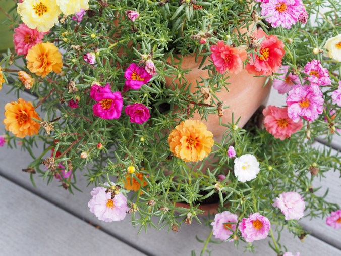 Strawberry planter filled with moss rose