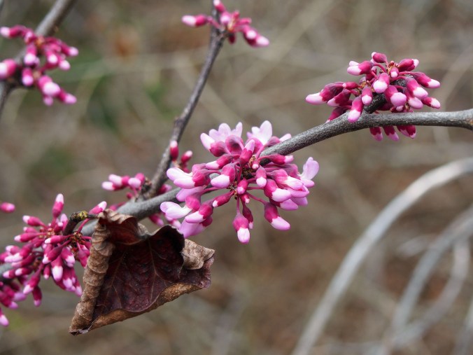 Redbuds blooming.