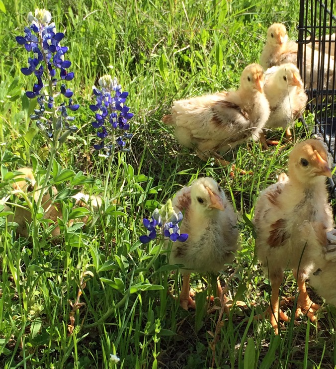 Chicks in the bluebonnets