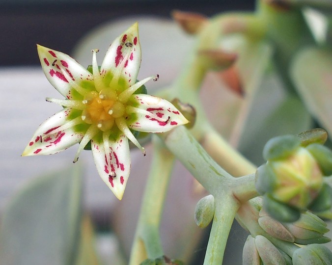 Succulent bloom