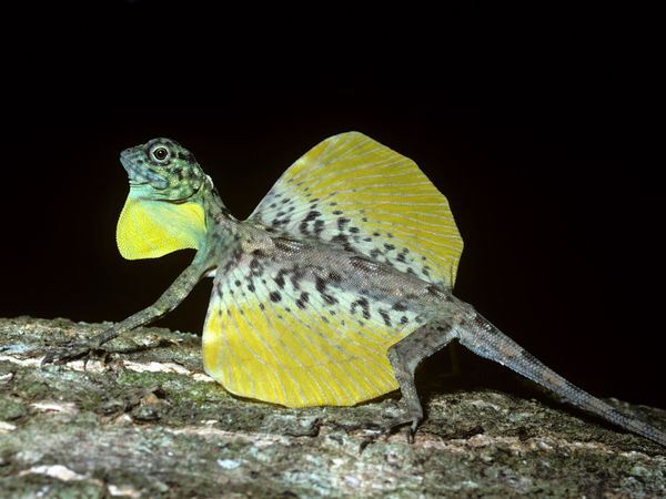 flying-lizard-draco-gular-flap-wings-extended_24699_600x450