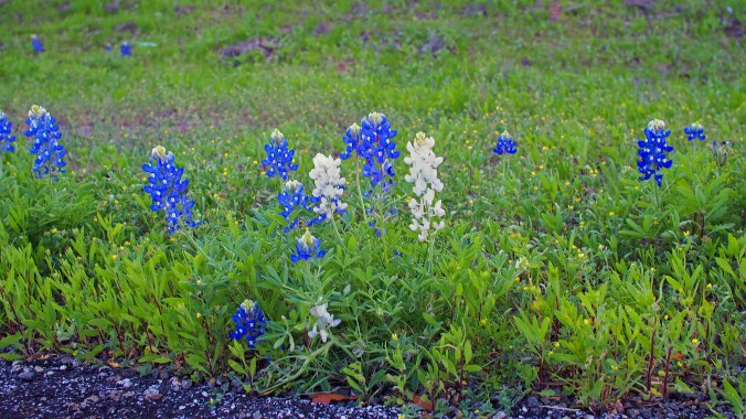 White and Bluebonnets