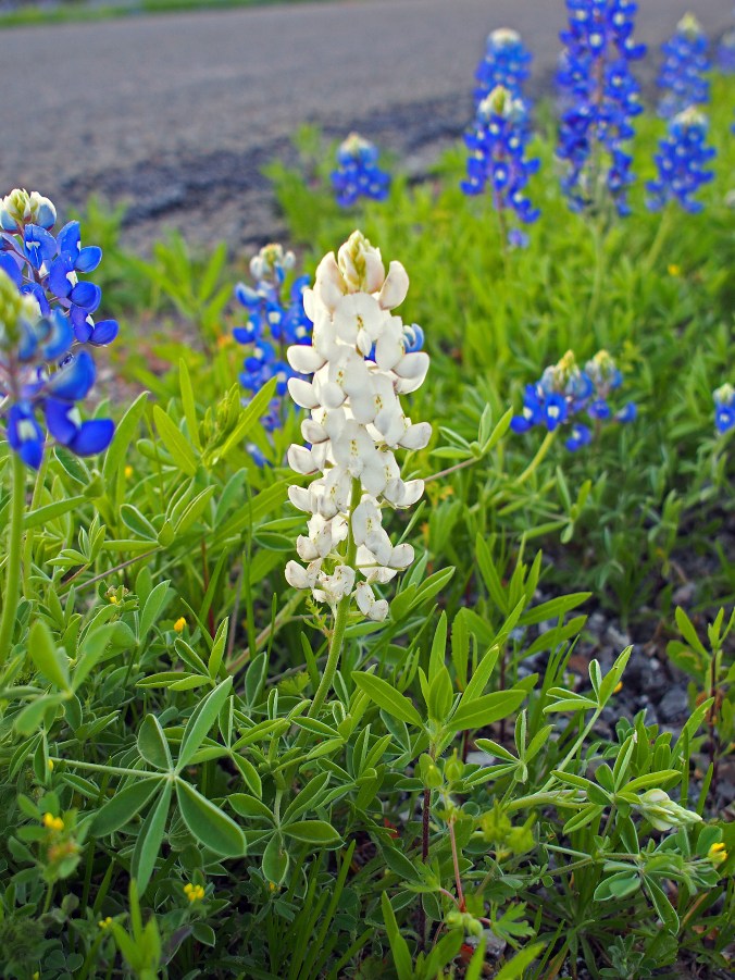 White bonnet close up