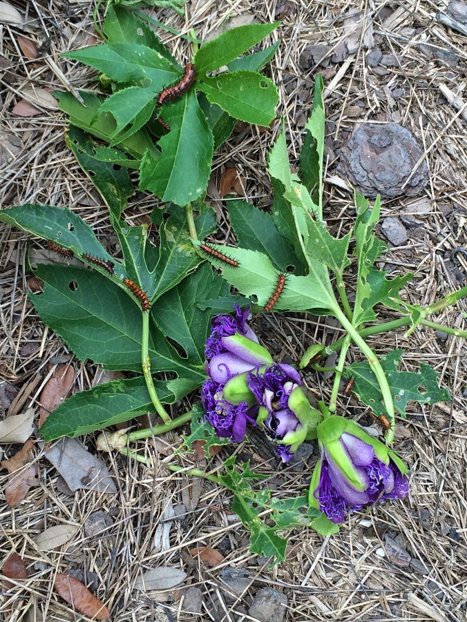 caterpillars on passion vine