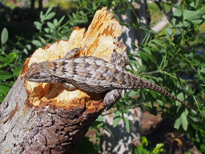 Texas Spiny Lizard