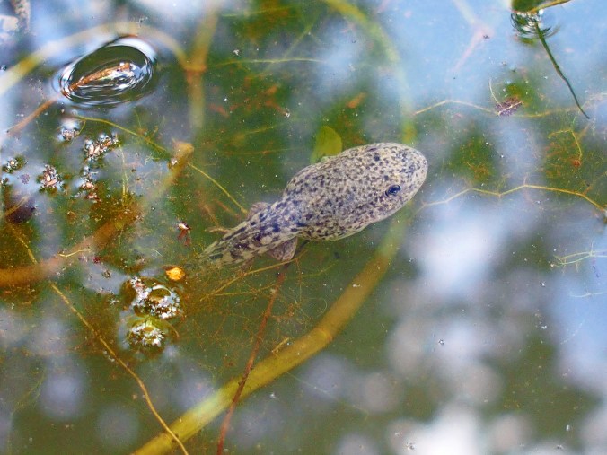 One of the tadpoles. :-)