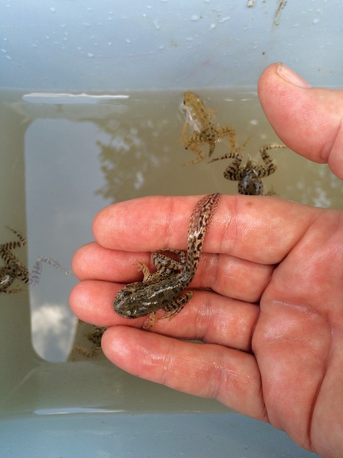 We have made it home. Here I am moving them to two of the small ponds that I have in the yard.