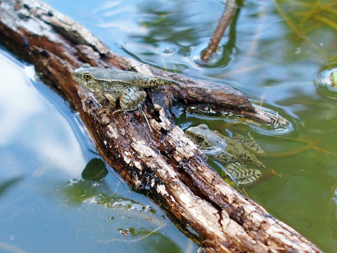 I placed dry wood in the pond for the frogs to climb on.  They found it right away.