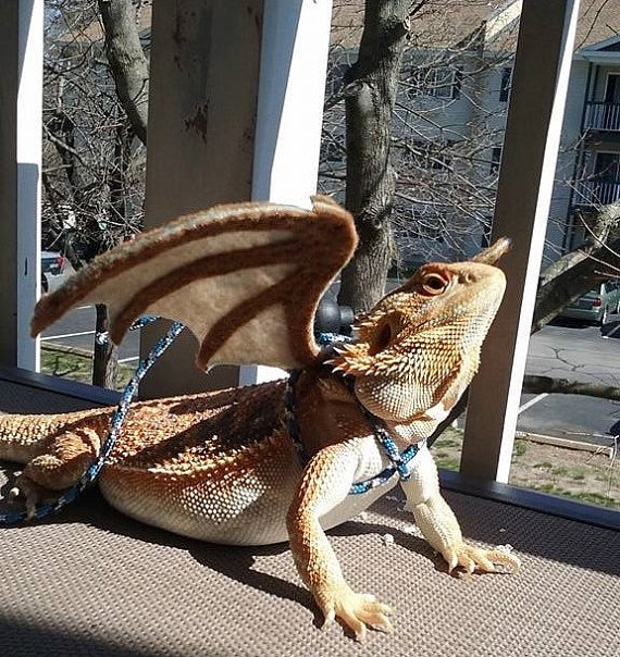 dragon-wings-for-your-bearded-dragon