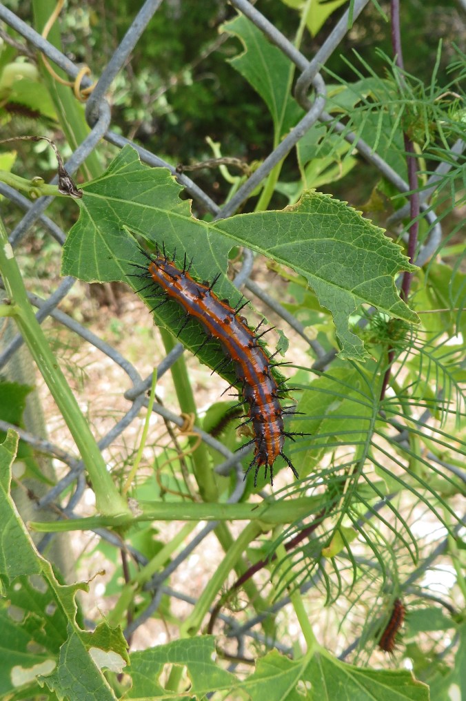 gulf-fritillary-larvae