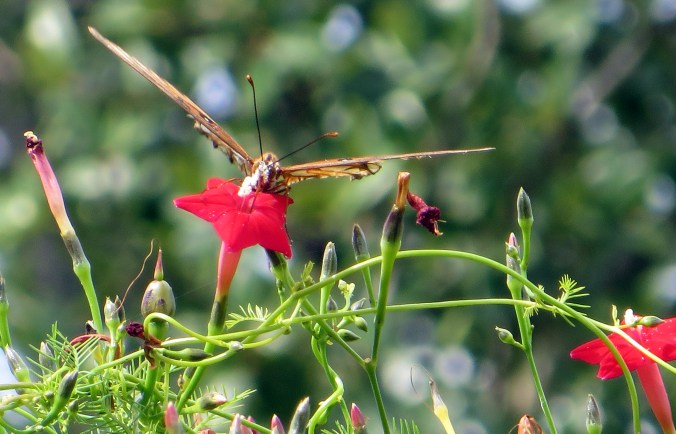 gulf-fritillary-on-cypress-vine-2-facing