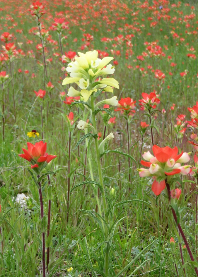 Yellow paintbrush in midst of red