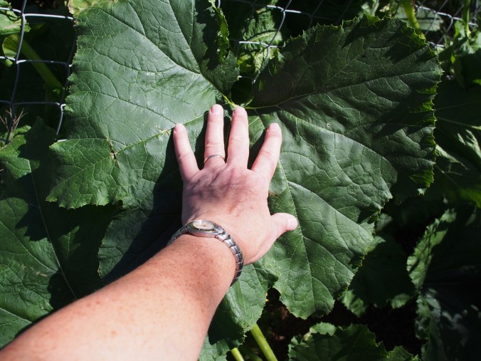 The leaves are huge.  I do not have small hands.