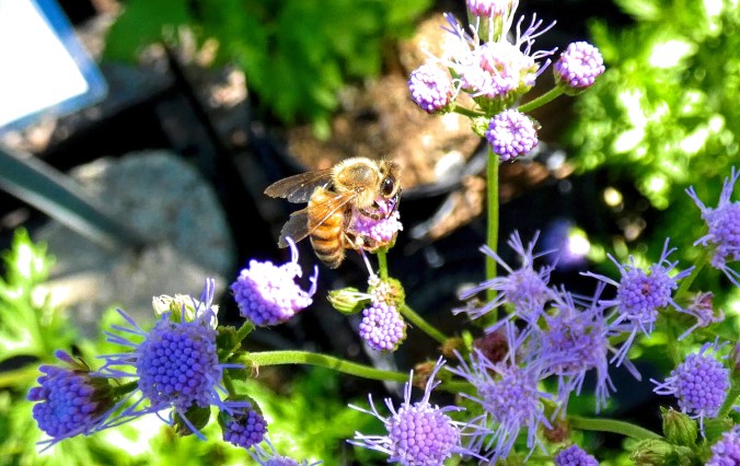 Bee Dramatic contrast and color 2