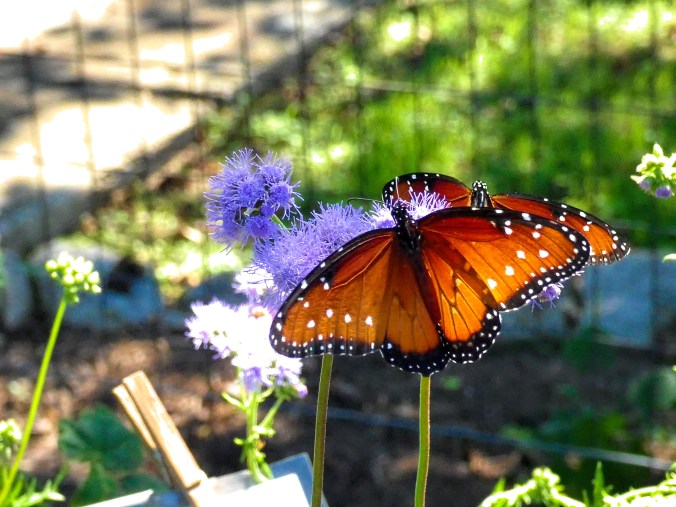 Butterfly Dramatic contrast color pop sharpen